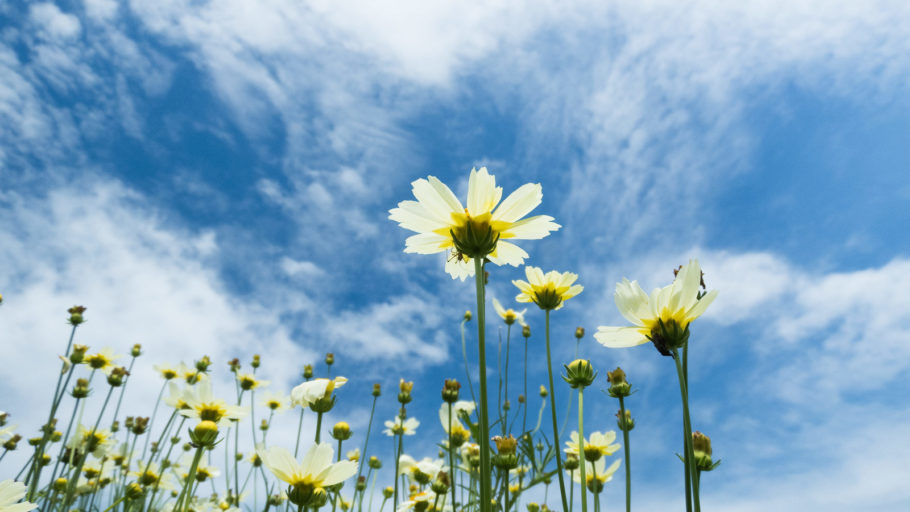 花と空